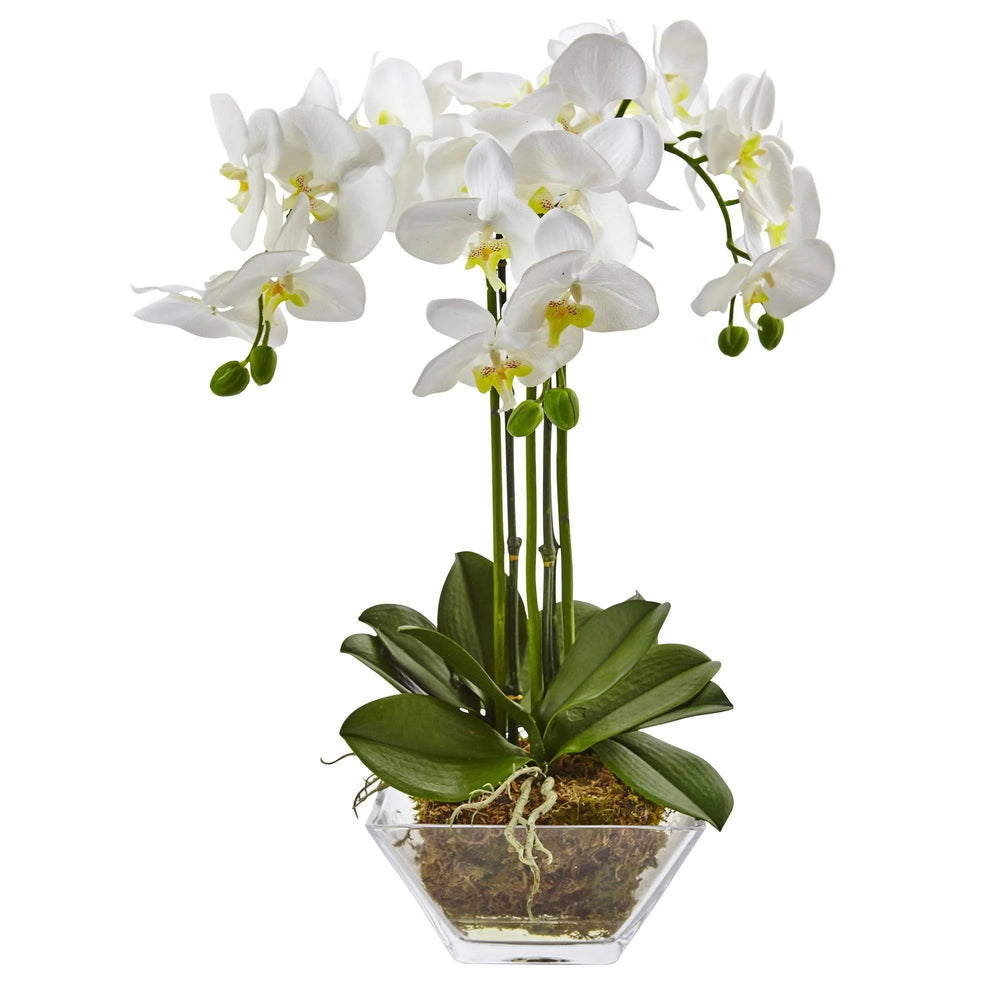 Triple Phalaenopsis orchid in glass vase