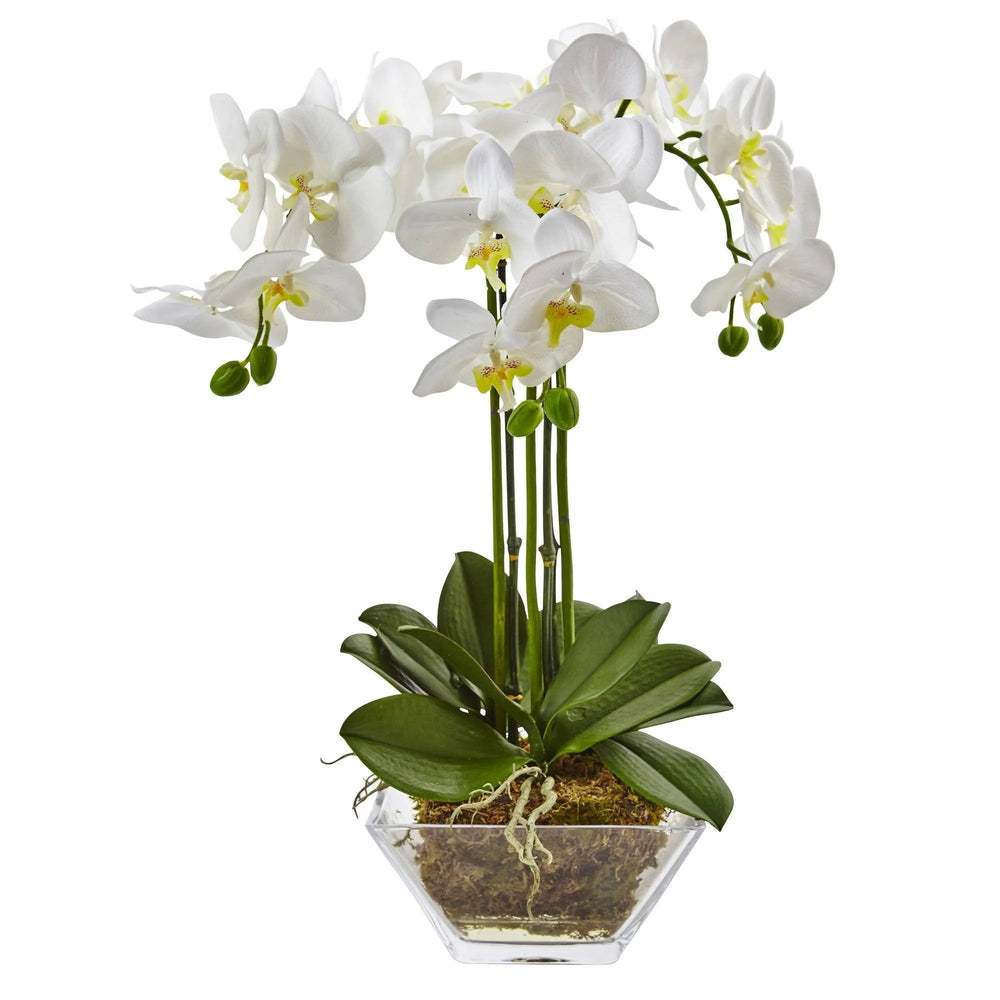 Triple Phalaenopsis orchid in glass vase - Lacasademartha 